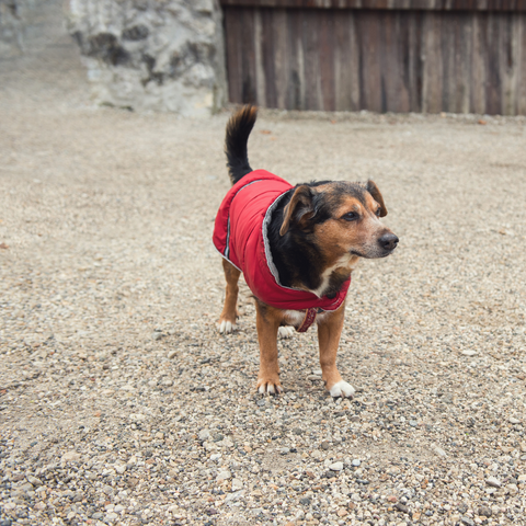 Cooling Dog Coats