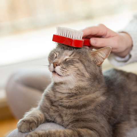 Cat Grooming Brushes