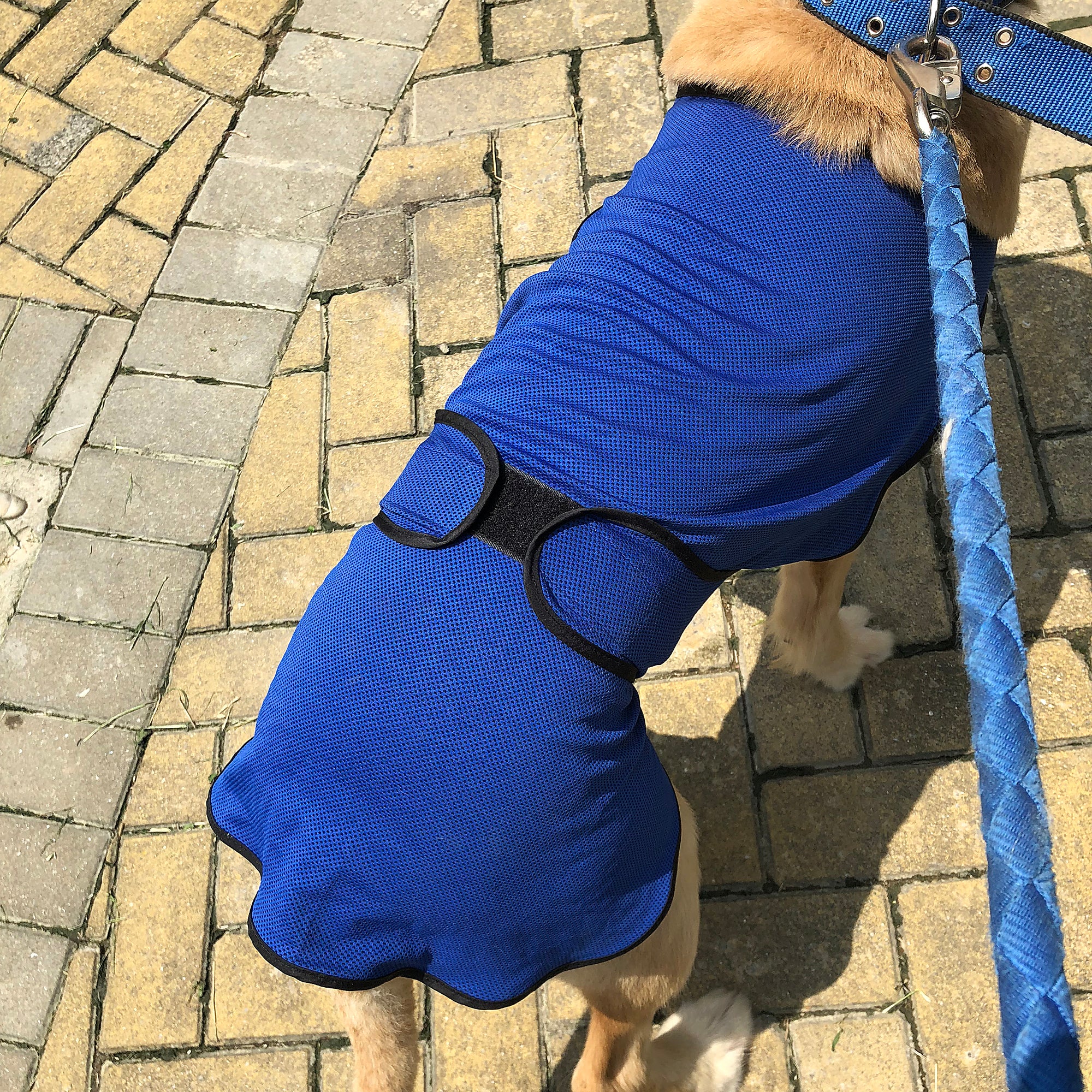 Dog Cooling Coat, Adjustable Size, Back Length 50 cm, Polyester-Blue