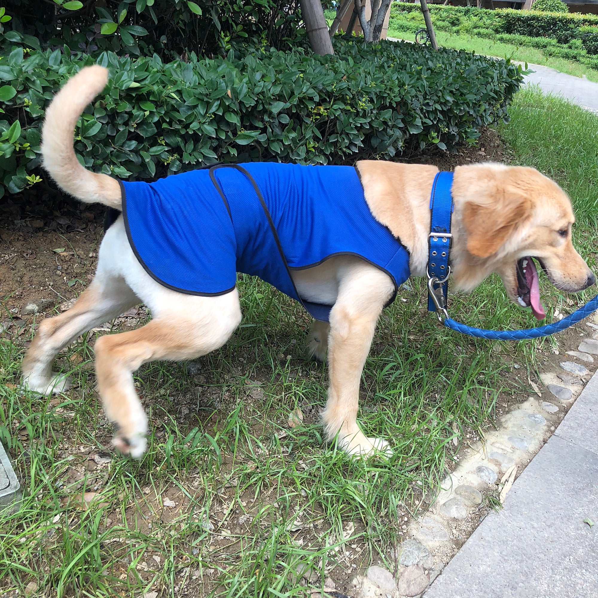 Dog Cooling Coat, Adjustable Size, Back Length 70 cm, Polyester-Blue