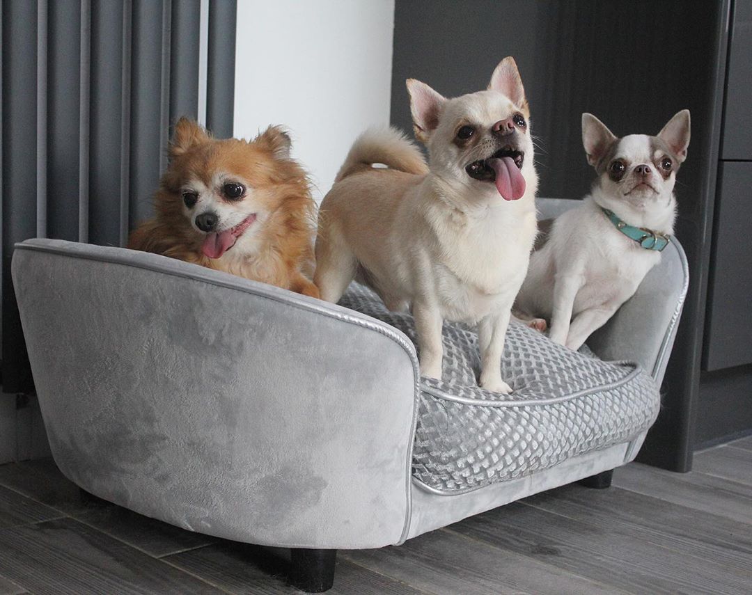 Dogs Elevated Plush Sponge Bed Grey